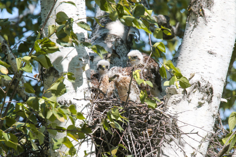 Cooper's Hawk chicks and parent-4.jpg