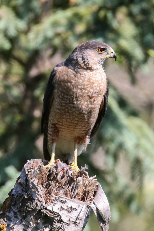 Cooper's Hawk adult male