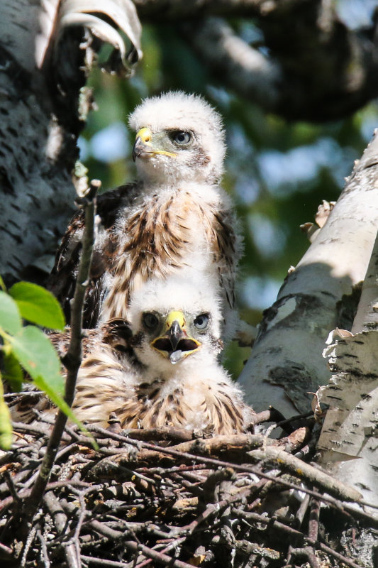Cooper's Hawk chicks and parent-2.jpg