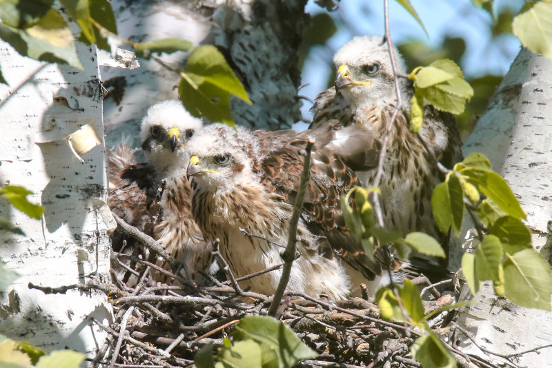 Cooper's Hawk chicks 