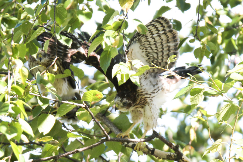 Cooper's Hawk branching exercising the wings
