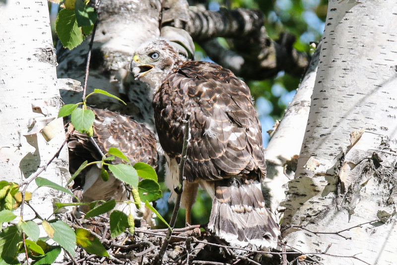 Cooper's Hawk branching back on nest