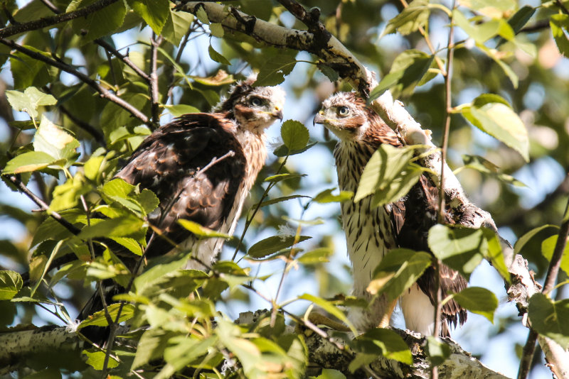 Cooper's Hawk branching two together