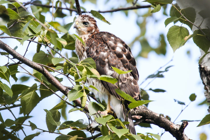 Cooper's Hawk branching