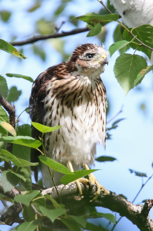 Cooper's Hawk branching