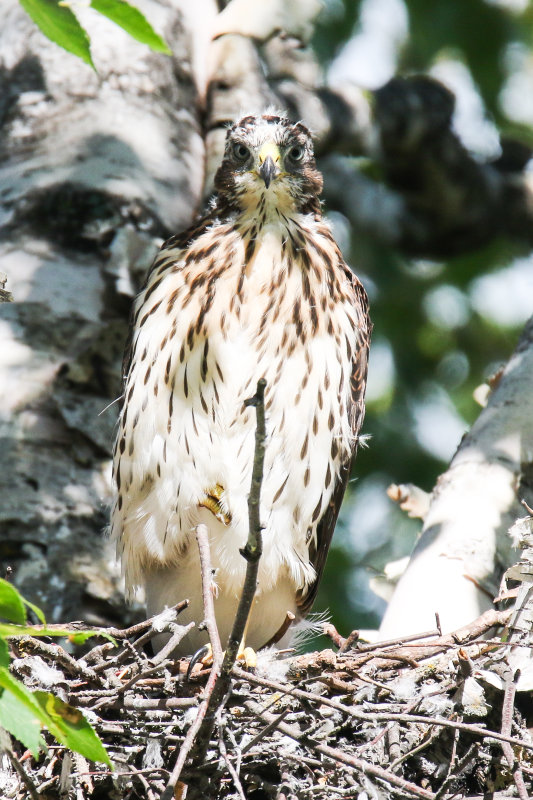 Cooper's Hawk branching-2.jpg