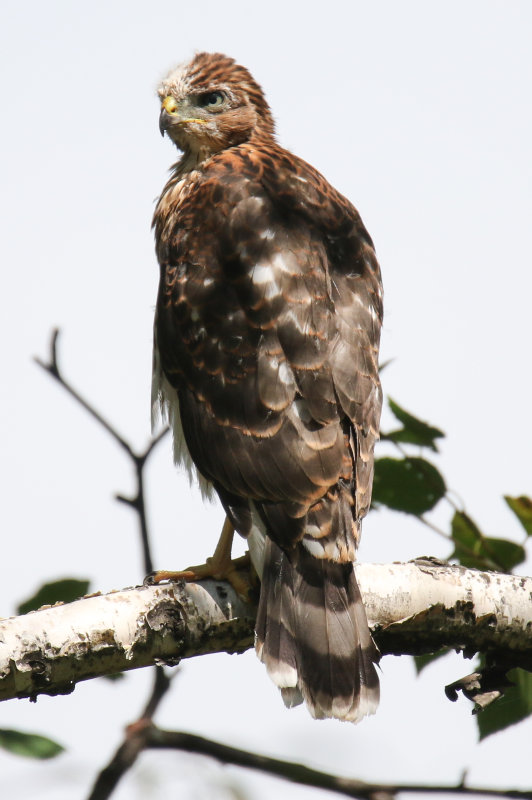 Cooper's Hawk branching.jpg