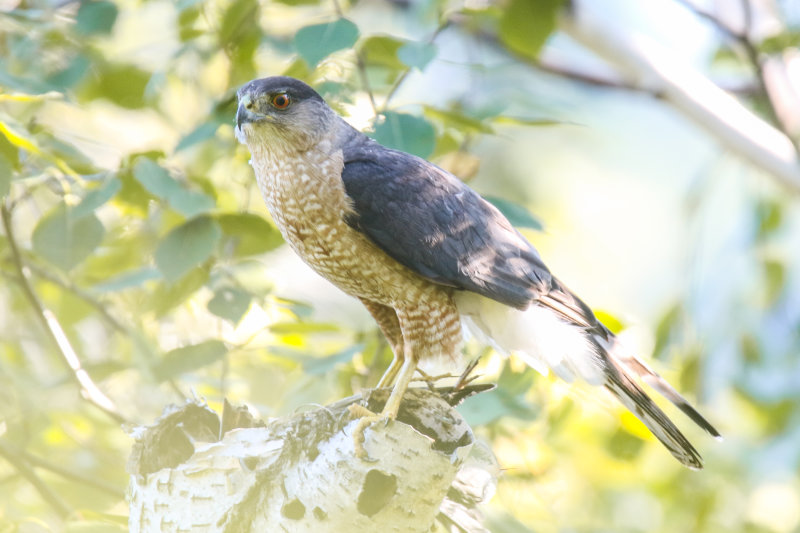 Cooper's Hawk probable female.jpg