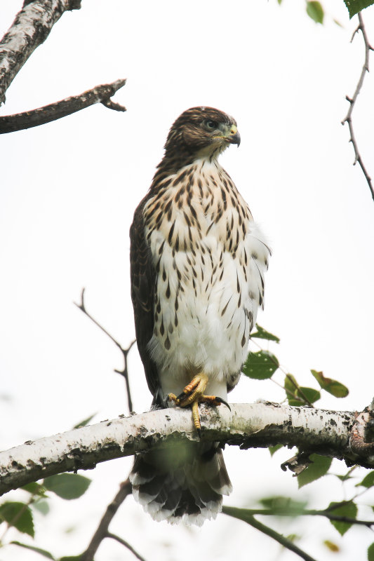 Cooper's Hawk.jpg