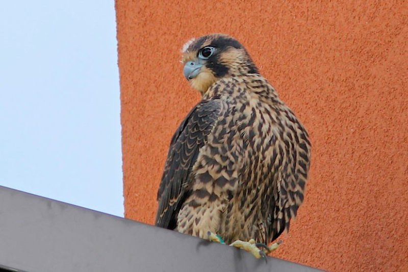 Peregrine Falcons