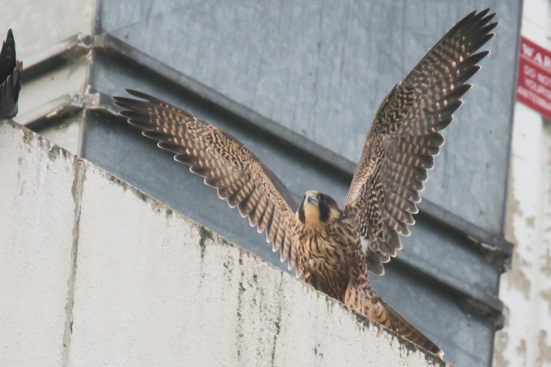 Miz Peregrine fledglings