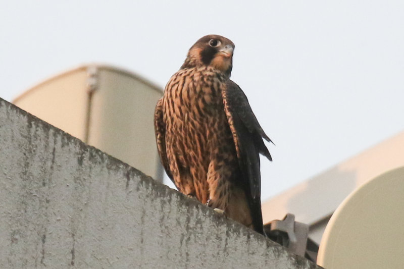 Miz Peregrine fledgling
