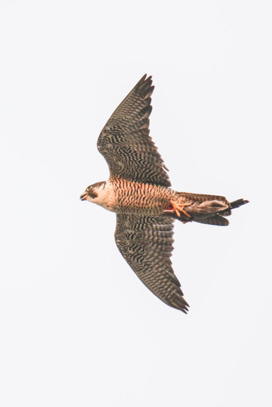 Miz adult Peregrine