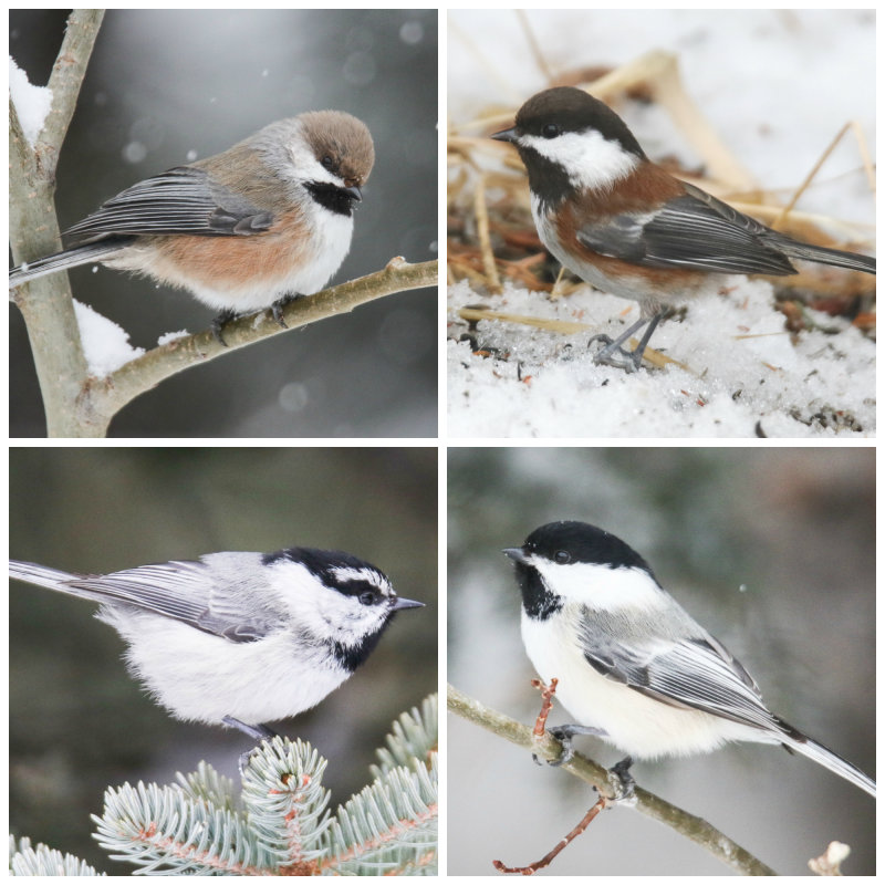 Chickadees