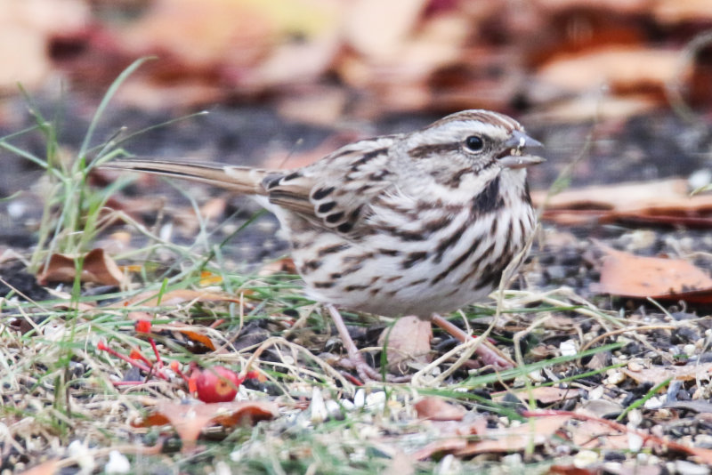 Song Sparrow