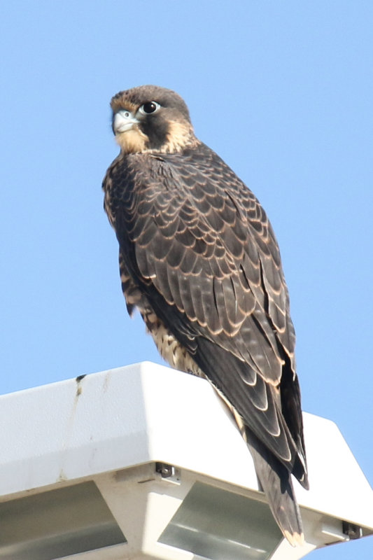 Miz Peregrines Fledgling