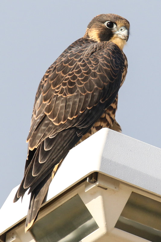 Miz Peregrines Fledglings