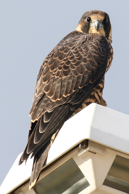 FOLDER 2018 peregrine fledglings