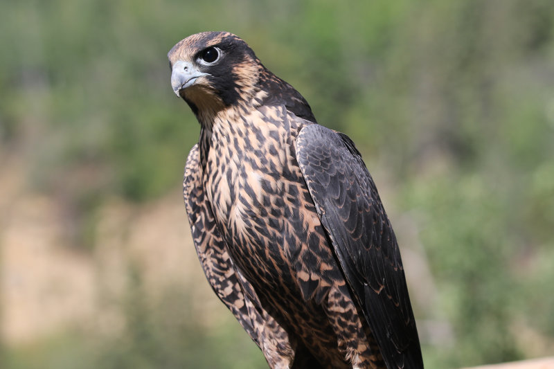 2018 Peregrine fledgling Pembina