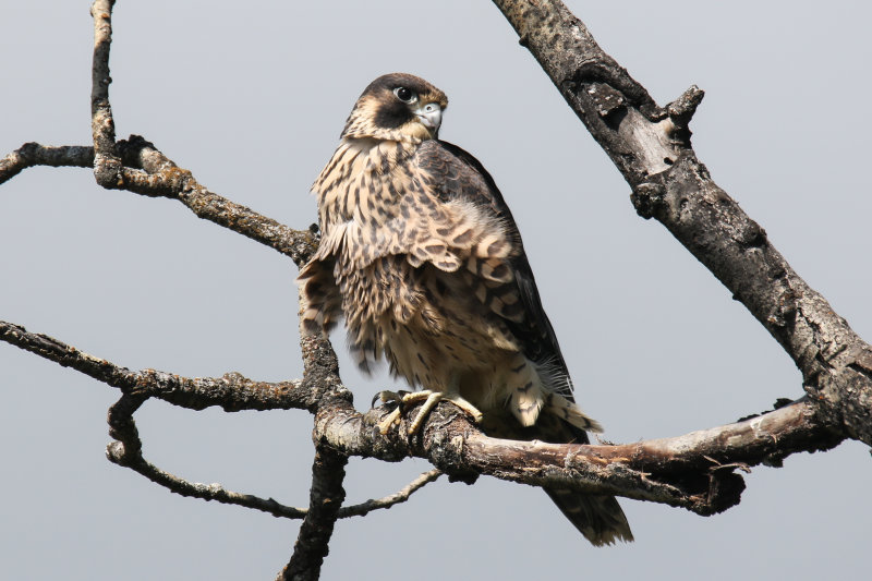 2018 Peregrine fledgling Pembina