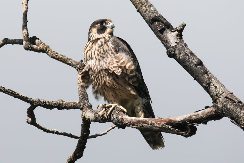 2018 Peregrine fledgling Pembina
