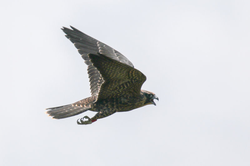 2018 Peregrine fledgling Pembina
