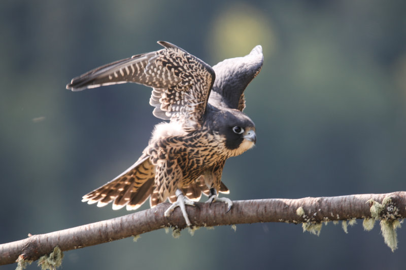 2015 Peregrine fledglings Pembina