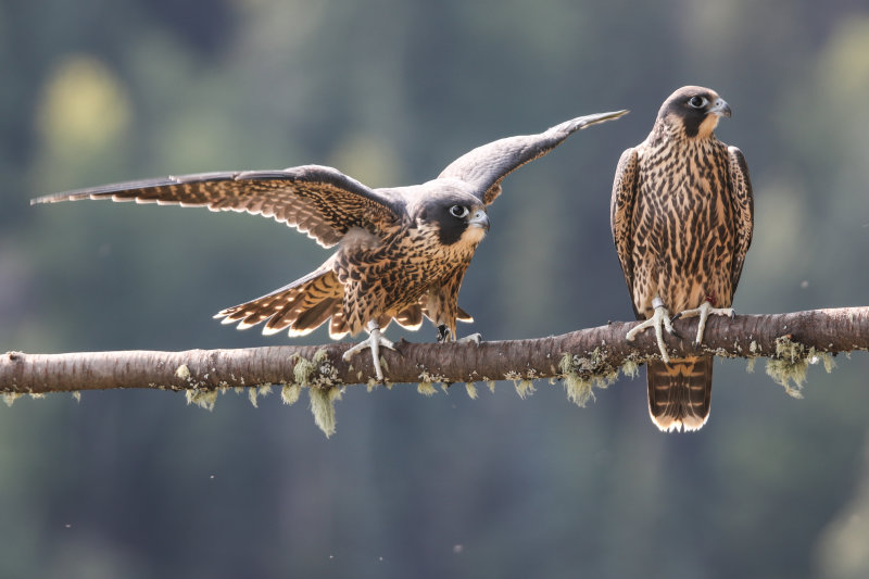 2015 Peregrine fledglings Pembina