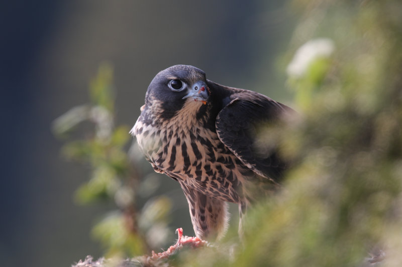 2015 Peregrine fledglings Pembina