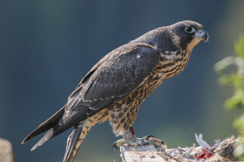 2015 Peregrine fledglings Pembina