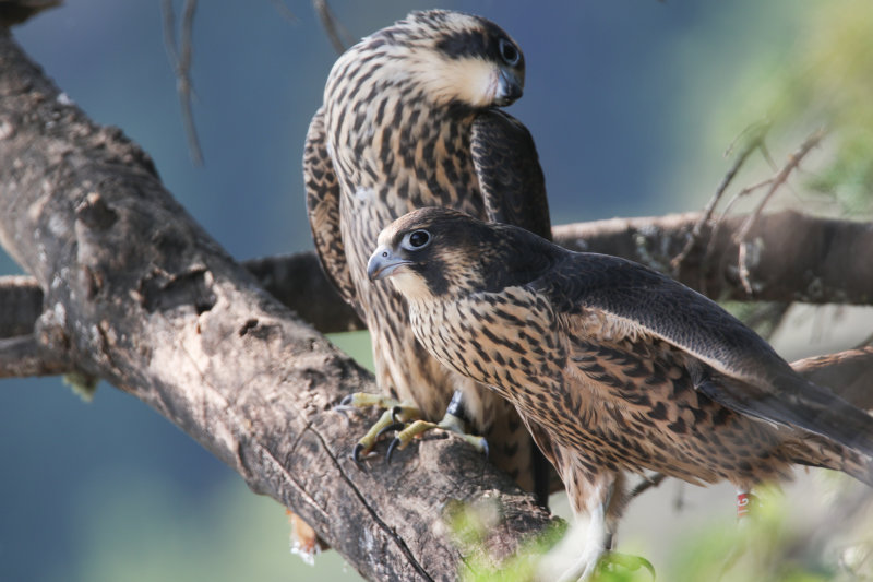 2015 Peregrine fledglings Pembina