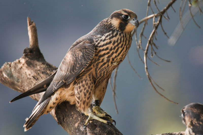 2015 Peregrine fledglings Pembina