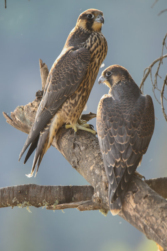 2015 Peregrine fledglings Pembina