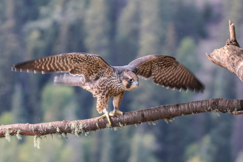 2015 Peregrine fledglings Pembina