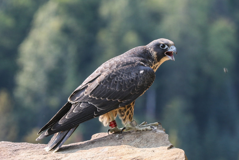 2015 Peregrine fledglings Pembina