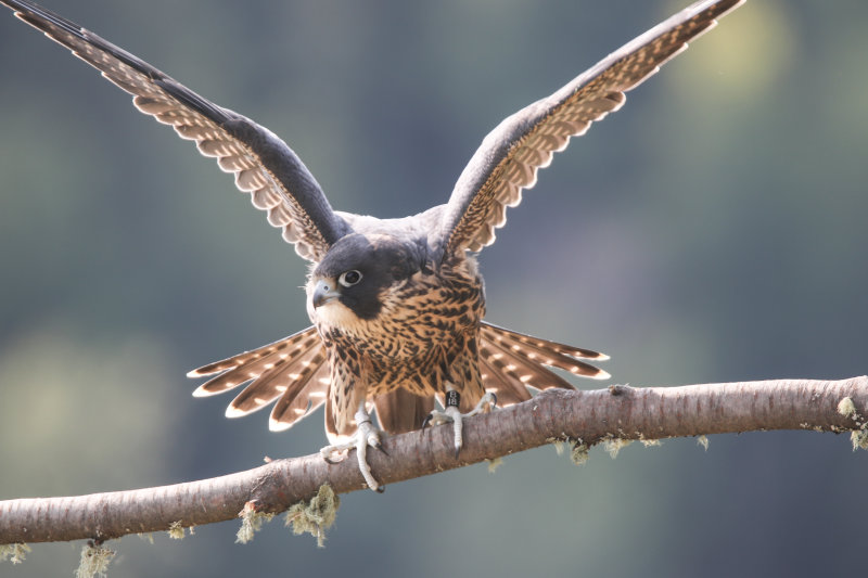 FOLDER 2015 Pembina Peregrine Falcons