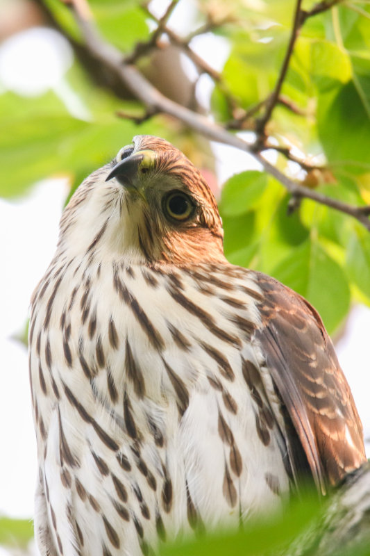 Cooper's Hawk (juv) backyard-2.jpg