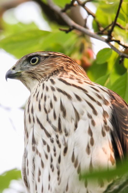 Cooper's Hawk (juv) backyard-3.jpg