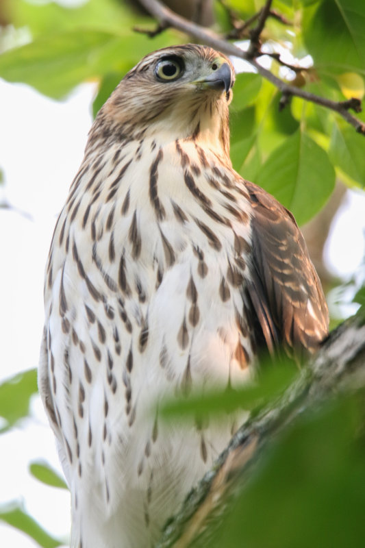 Cooper's Hawk (juv) backyard-4.jpg