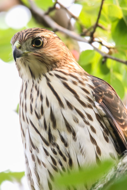 Cooper's Hawk (juvenile)