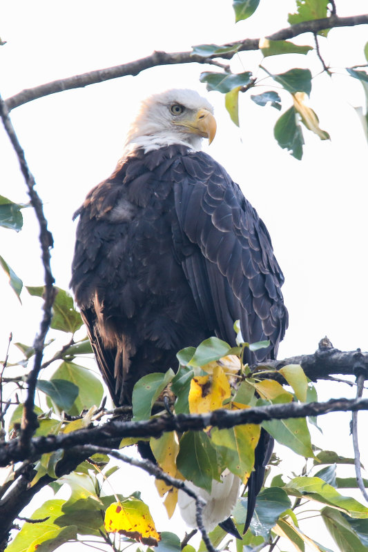 Bald Eagle Day 1