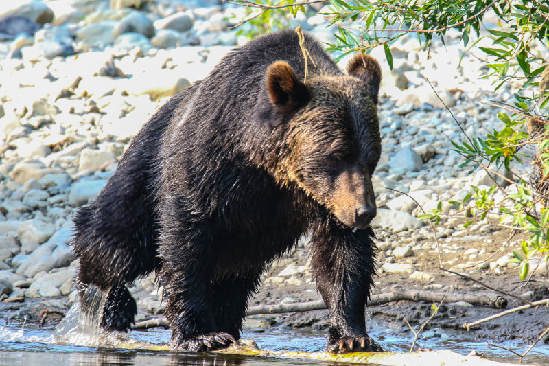 Grizzly Bear adult female Day 2