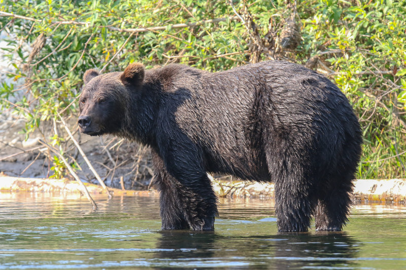 Grizzly Bear adult female Day 2
