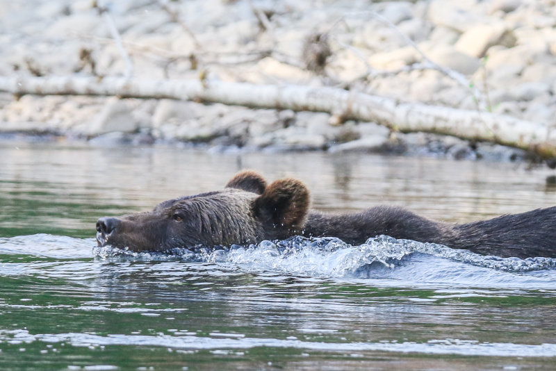 Grizzly Bear adult female Day 2