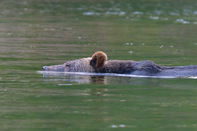 Grizzly Bear adult female Day 2
