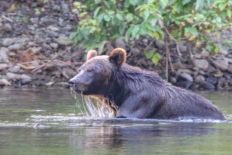 Grizzly Bear adult female Day 2