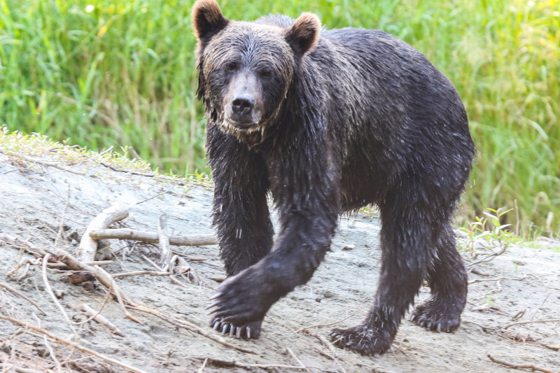 Grizzly Bear adult female Day 2