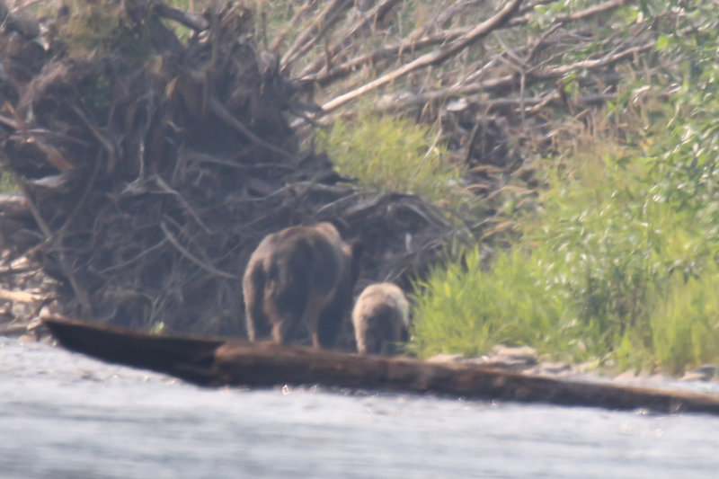 Grizzly Bear mother and cub Day 2