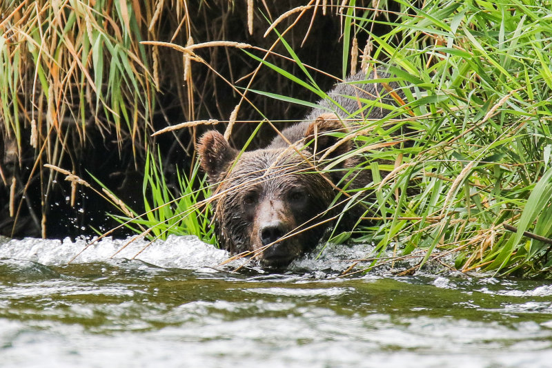 Grizzly Bear BC Day 4-3.jpg