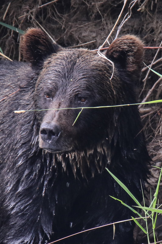 Grizzly Bear adult female Day 4